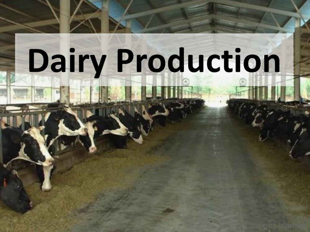 Dairy Production Manager
