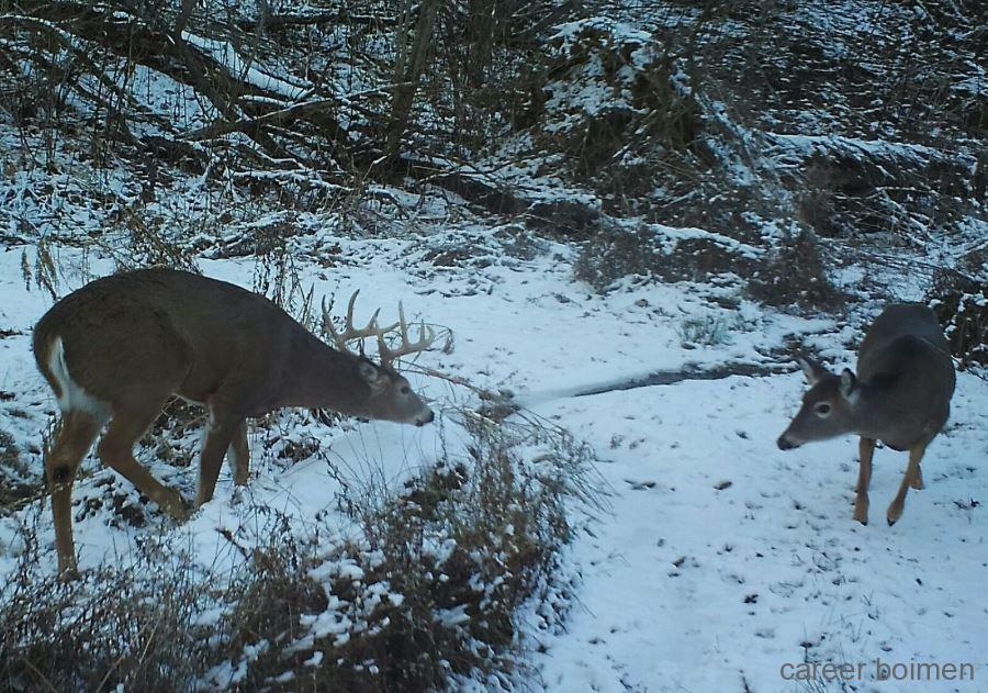 Deer Manager Needed at Wilkins Farming Co
