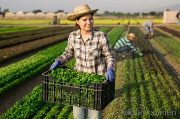 Farm Work in New Zealand 2025