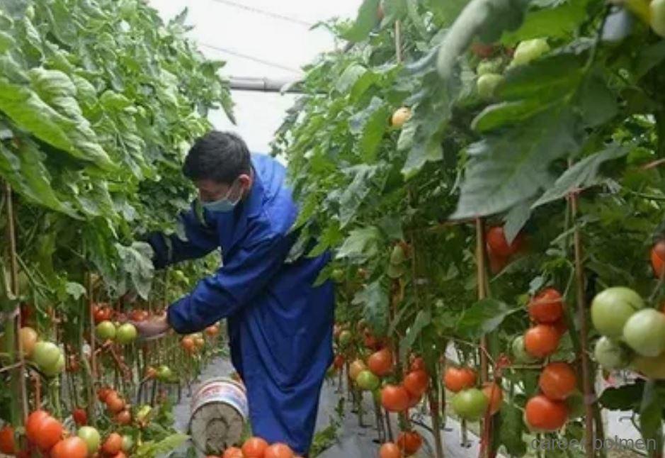 Fruit Farmer Laborer